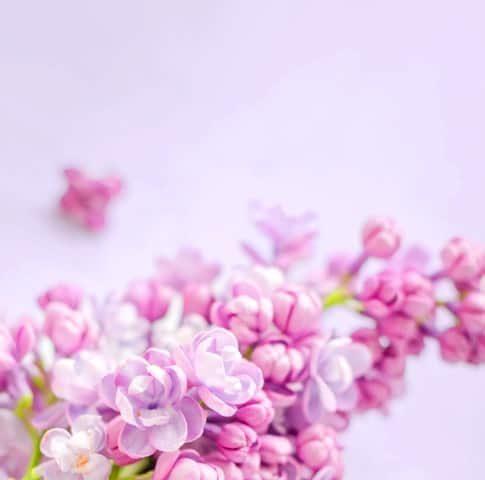 flowers-banner-large flowers-banner-large